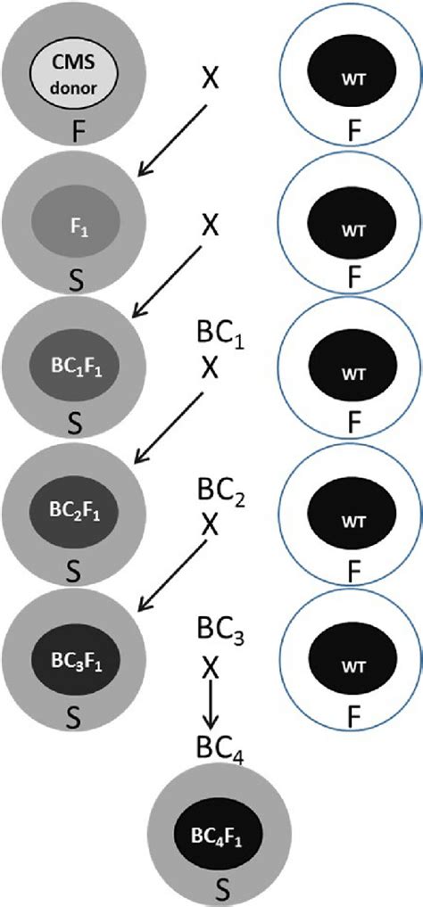 Schematic Diagram Representing Backcross Breeding Programme Figure Download Scientific Diagram