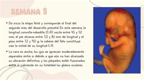 Solution Periodo Fetal Embriologia Studypool