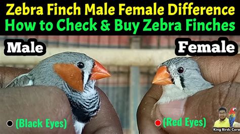 Zebra Finch Male Female Difference How To Check And Buy Zebra Finches