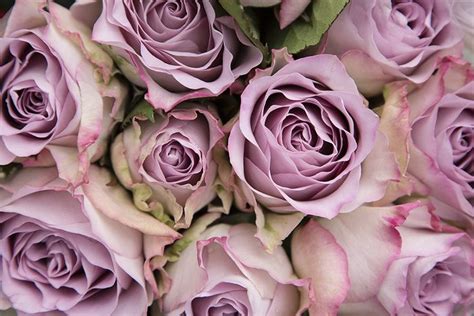 Lilac Roses Bon Bloemen In 2020 Lilac Roses Beautiful Rose Flowers