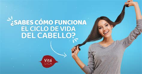 El Ciclo De Vida Del Cabello Vitalica Colombia