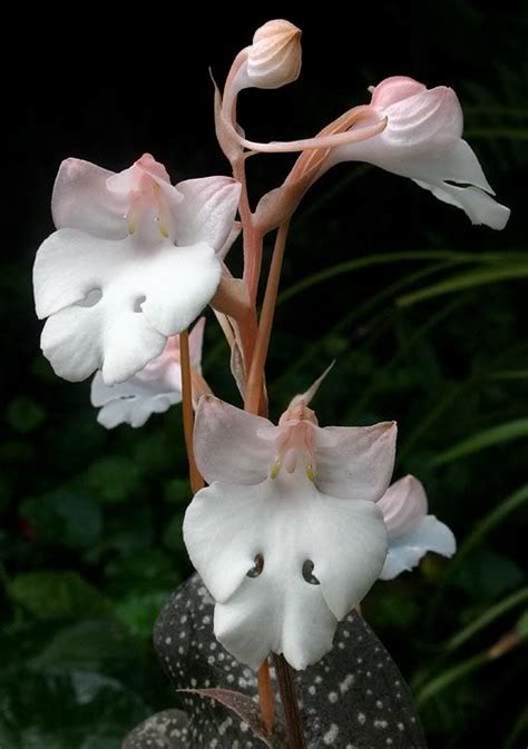 The White Egret Orchid Habenaria Radiata Exotic Flowers