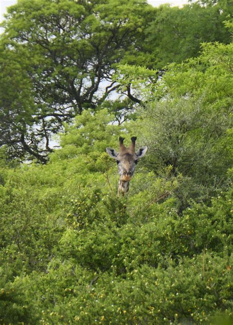 Katavi Nationalpark Nature Responsible Safari