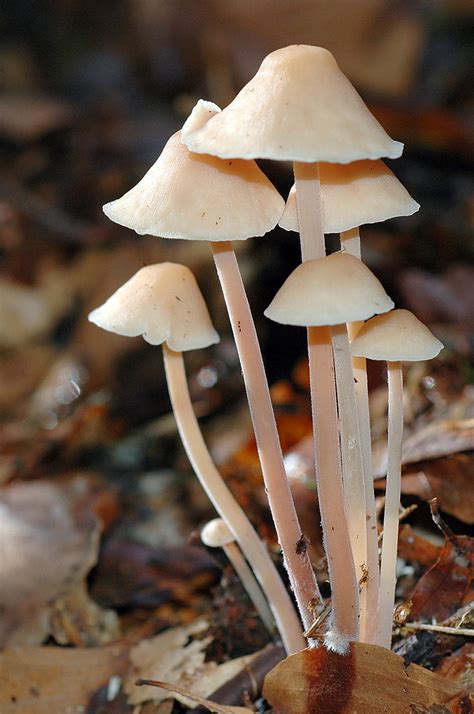 Collybia Confluens Collybie Confluente Clustered Tough Flickr