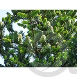 Abies Koreana Abete Della Corea Strobilo Strobili Abies Koreana