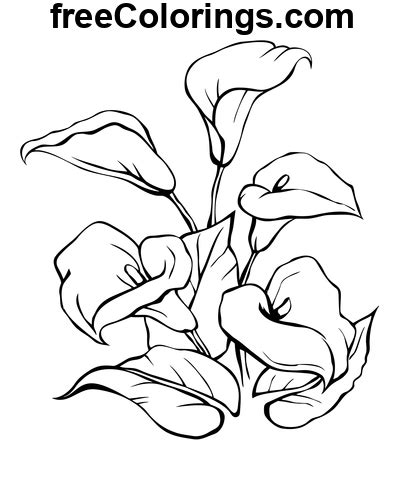 Calla Lily Drawing Outline Free Printable Coloring Pages