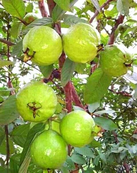 Bayabas Guava Tree And Fruit Fruit Garden Fruit Trees Guava Fruit