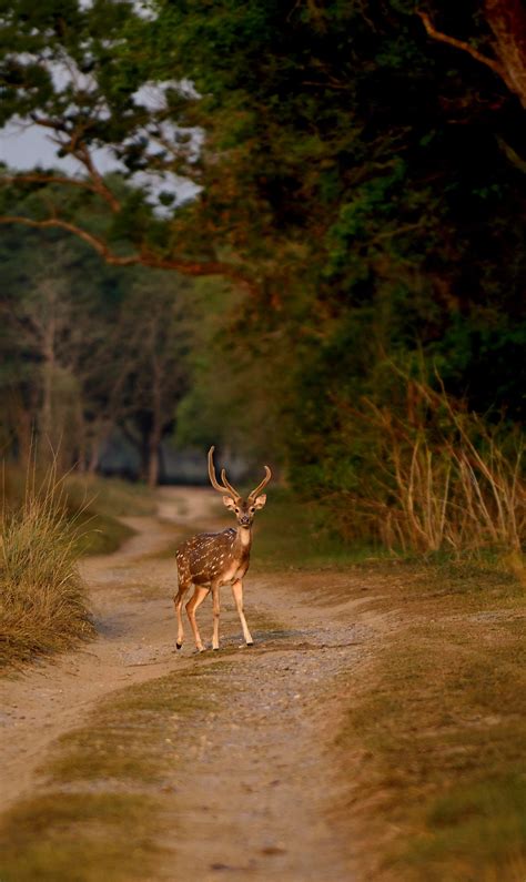 Best time to visit Jim Corbett National Park | Condé Nast Traveller India