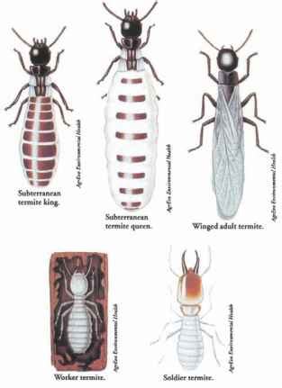 Isoptera - Insect Species - Insectomania