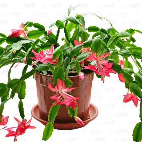 Christmas Cactus Schlumbergera Bridgesii Plant Lalit Enterprise