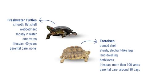 Turtles And Tortoises Differences