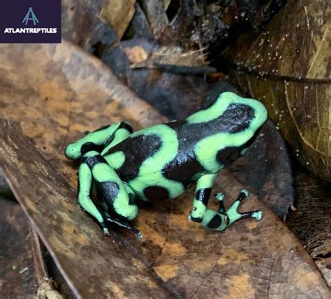 green and black poison dart frog - Very Cheap And Wholesale Price ...