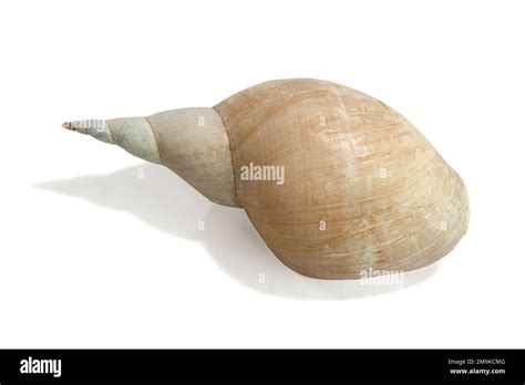 Sea Shell Isolated On White Background Close Up Stock Photo Alamy