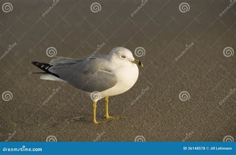 A Fat Seagull On The Sand In Southern Florida Stock Photo Image Of