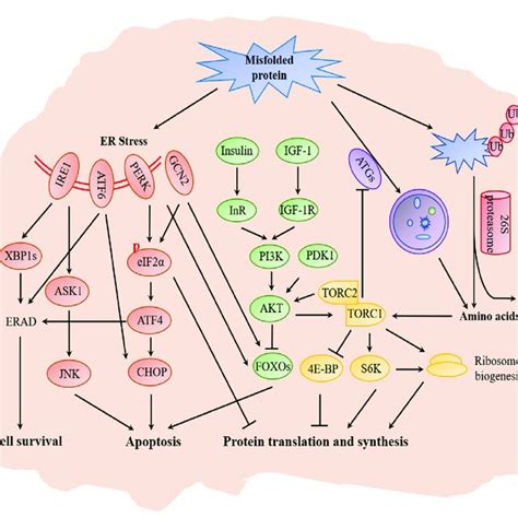 Schematic Representation Of Cellular Pathways Involved In Nds Arrows