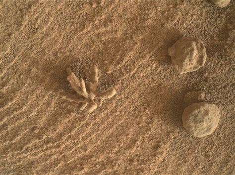 Fakta Ilmiah NASA Curiosity Rover Temukan Objek Aneh Seperti Bunga Di