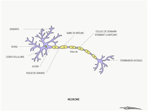 Neurone Fiches Ide