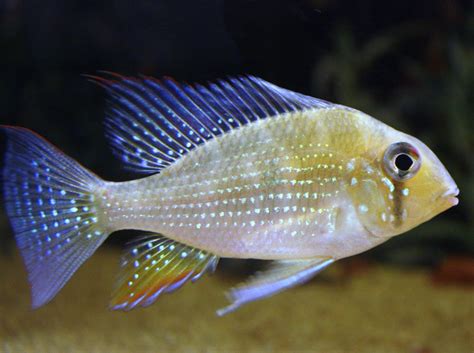 Aquaticdawn Threadfin Acara Acarichthys Heckelii