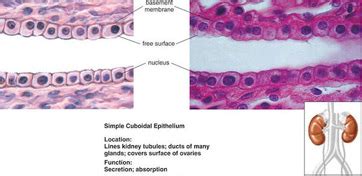 Simple Cuboidal Epithelium Tissue Labeled