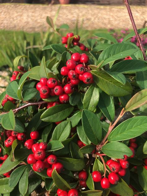 Cotoneaster Hybridus Pendulus Picturethis