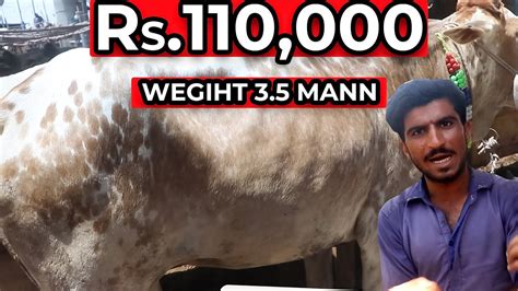 Malir Mandi Cow Rates For Malir Mandi Today Malir Cattle Mandi