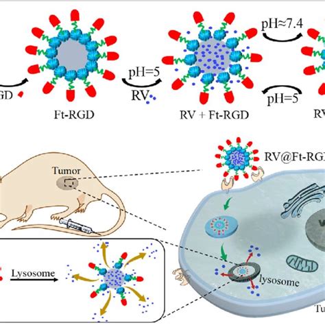 A Schematic Illustration Of Rv Ft Rgd Preparation And Tumor Targeted