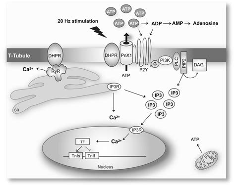 Figure Schematic Description Of The Adenosine Triphosphate Download Scientific Diagram