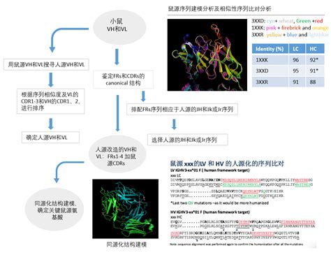 抗体人源化改造 技术与研发平台 东大生物