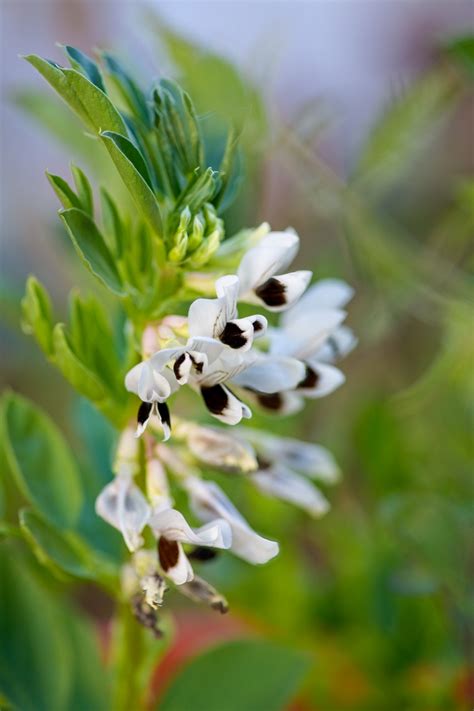 closeup of fava bean plant with black white flowers - Classroom Clip Art