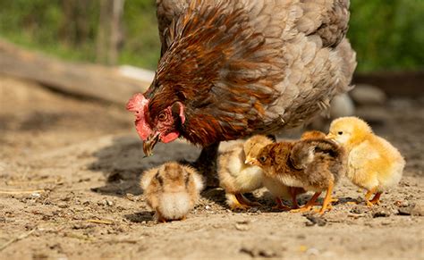 Maman poule ou mère poule quel rapport avec lanimal