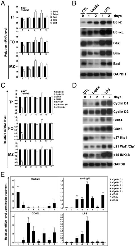 Leptin Signaling Induces Bcl And Cyclin D Expression In B Cells A