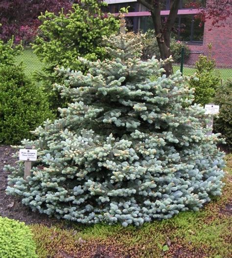 Ель колючая Глаука Глобоза Picea pungens Glauca Globosa | Питомник Тайга