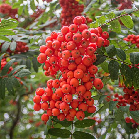 Mountain Ash Jelly Recipe Besto Blog