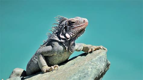 Iguana Care Sheet (Complete Guide) - MyPetReptiles