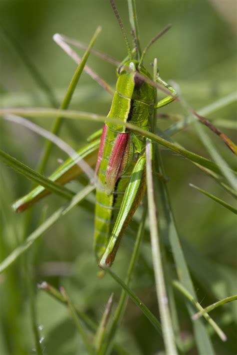 Small Gold Grasshopper from Saint Pierre d Allevard 38830 Crêts en