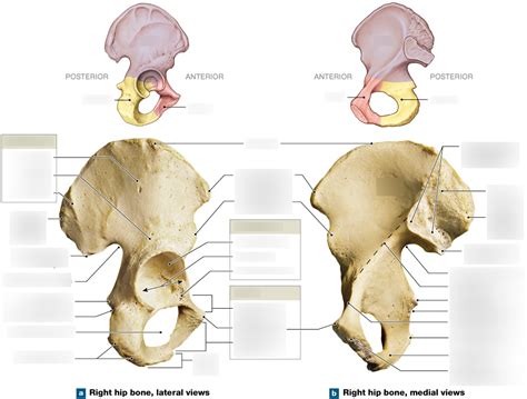 The Right Hip Bone Diagram Quizlet