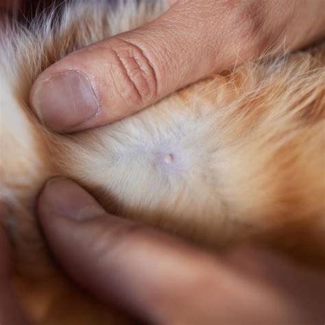 Cuantos Pezones Tienen Los Perros Machos