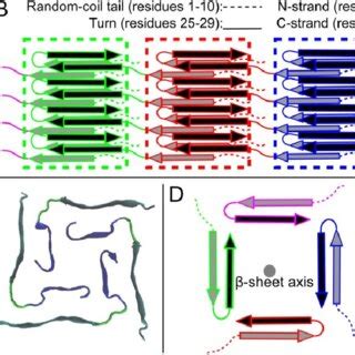 A Proposed Strand Arrangement For The Kda Oligomer Four