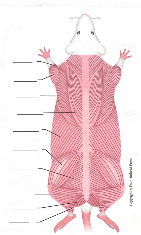 Bio 1144 Lab Exercise 22 Rat Dorsal Muscle Parts Diagram Quizlet