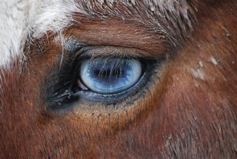 Do Horses Have Different Eye Colours Like Humans Equestrian Space