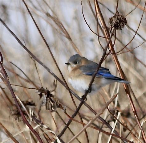 Eastern Bluebird Location Bent Of The River Audubon Cent Flickr