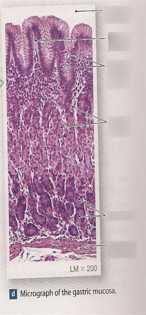 Stomach Histology Ii Diagram Quizlet