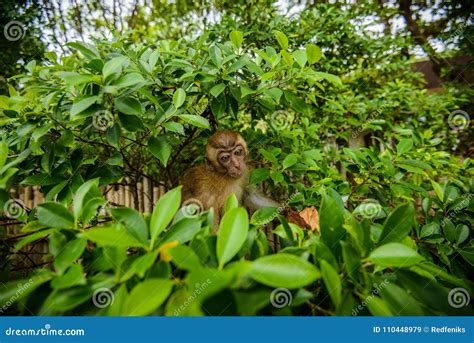 Wild Monkey from the Jungle, Krabi, Thailand Stock Image - Image of ...