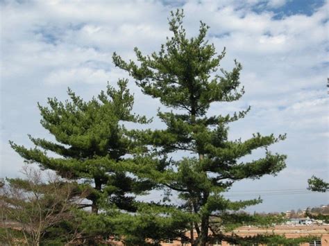 Japanese Black Pines 3 Gallon Pot Japanese Black Pine Japanese Black Pine Tree Fast