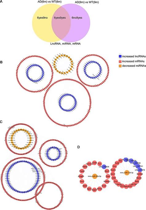 The Lncrna Associated Cerna Networks In App Ps Mice Cerna Networks