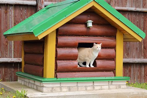 Outdoor Cat House Design