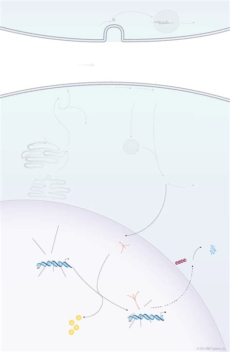 Notch Signaling Pathway: R&D Systems