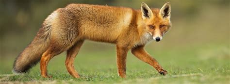 176 Cute and Funny Fox Names – Animal Names