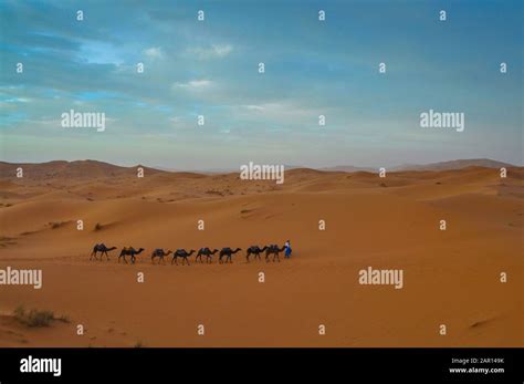 Caravan crossing the Moroccan desert Stock Photo - Alamy