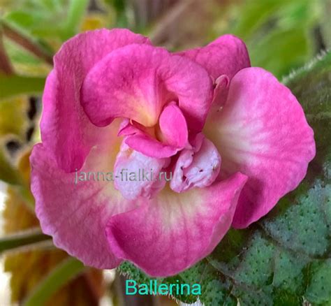 Achimenantha Ballerina - Jannafialki